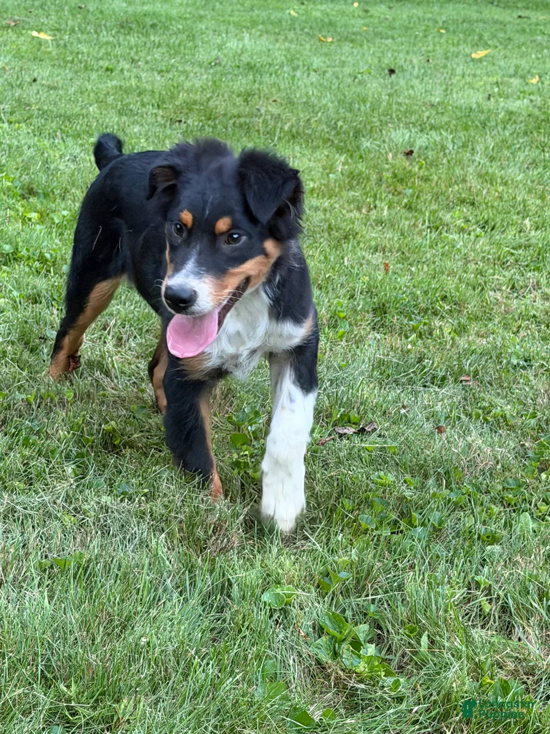 Miniature Australian Shepherd dogs for sale: Marshal  - Ad 1