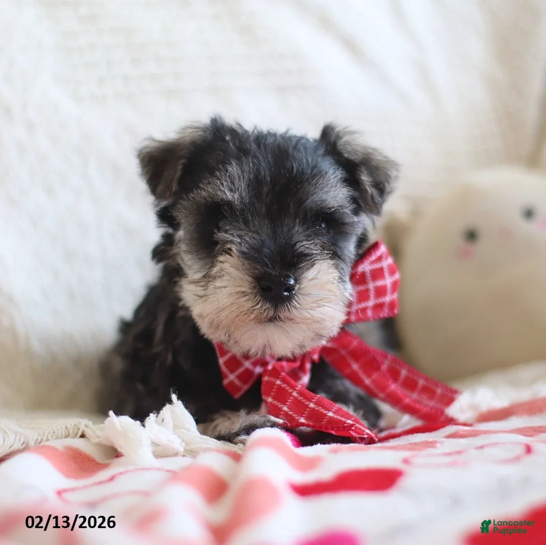 Miniature Schnauzer dogs for sale: Shannon - Ad 3