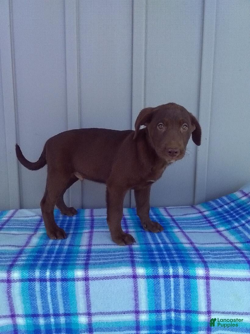 Labrador Retriever dogs Buddy - Ad 1