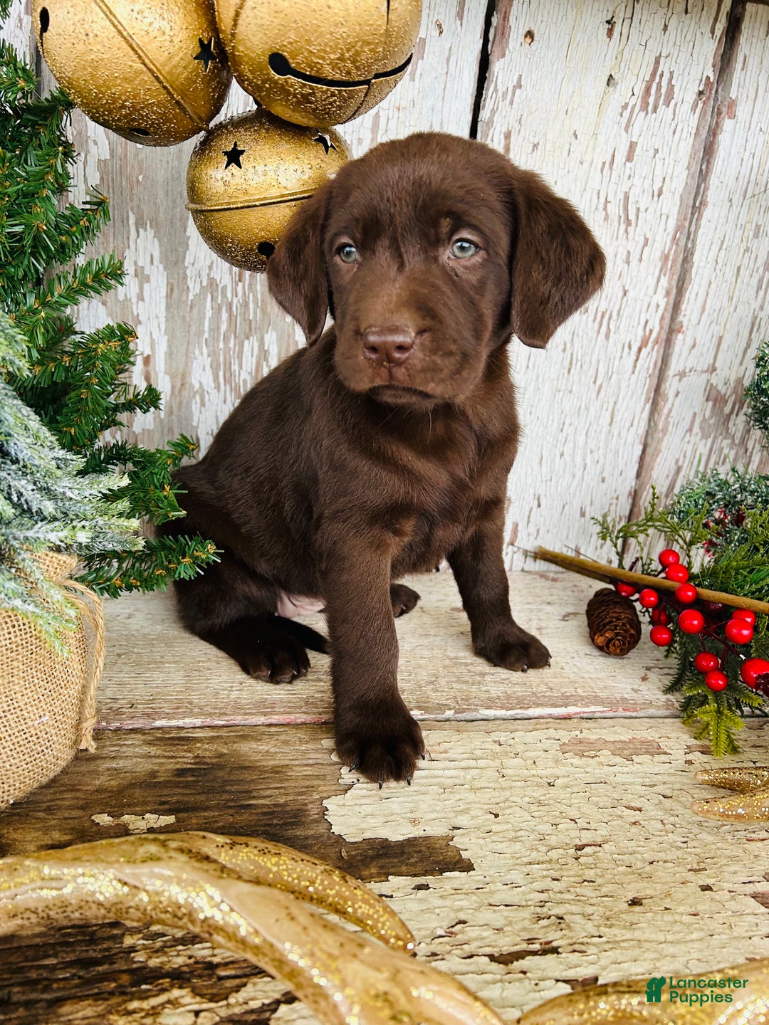 Labrador Retriever dogs for sale: Holly  - Ad 3