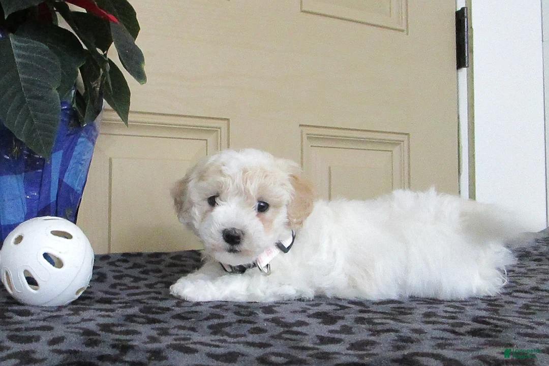 Bichpoo dogs for sale: Kaleb - Ad 3