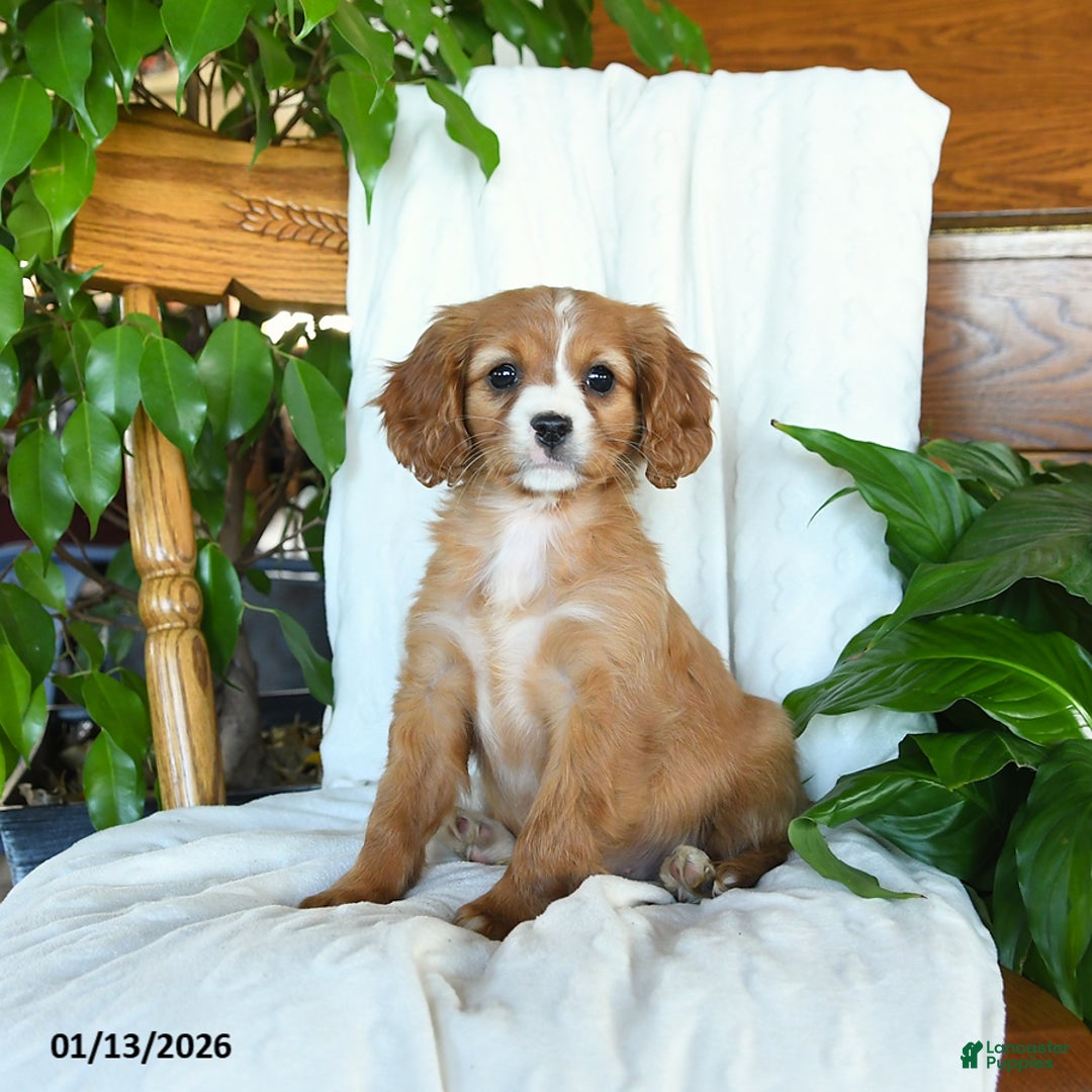 Cavapoo dogs for sale: Sunshine - Ad 2