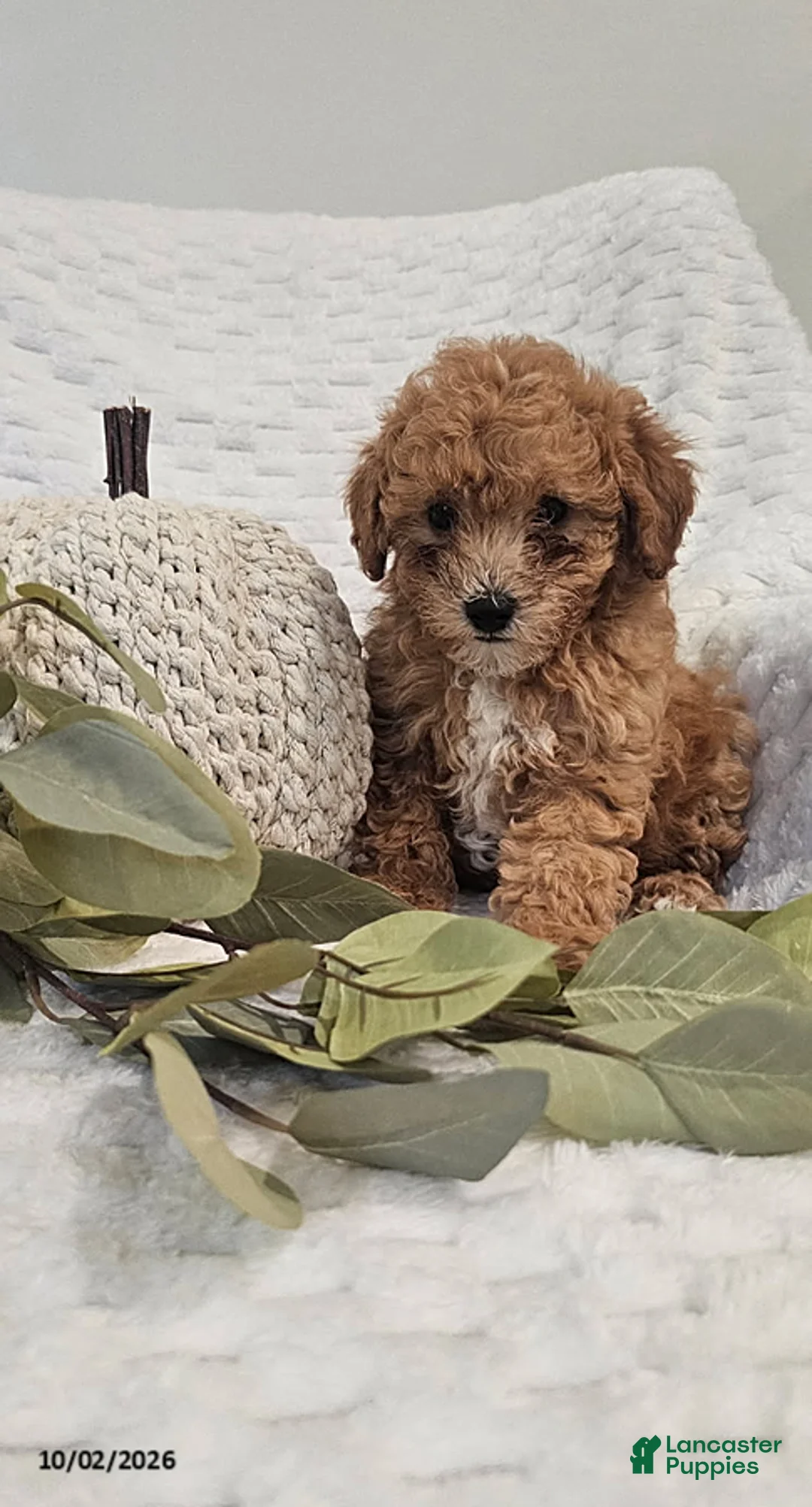 Mini Goldendoodle dogs for sale: Pumpkin - Ad 1