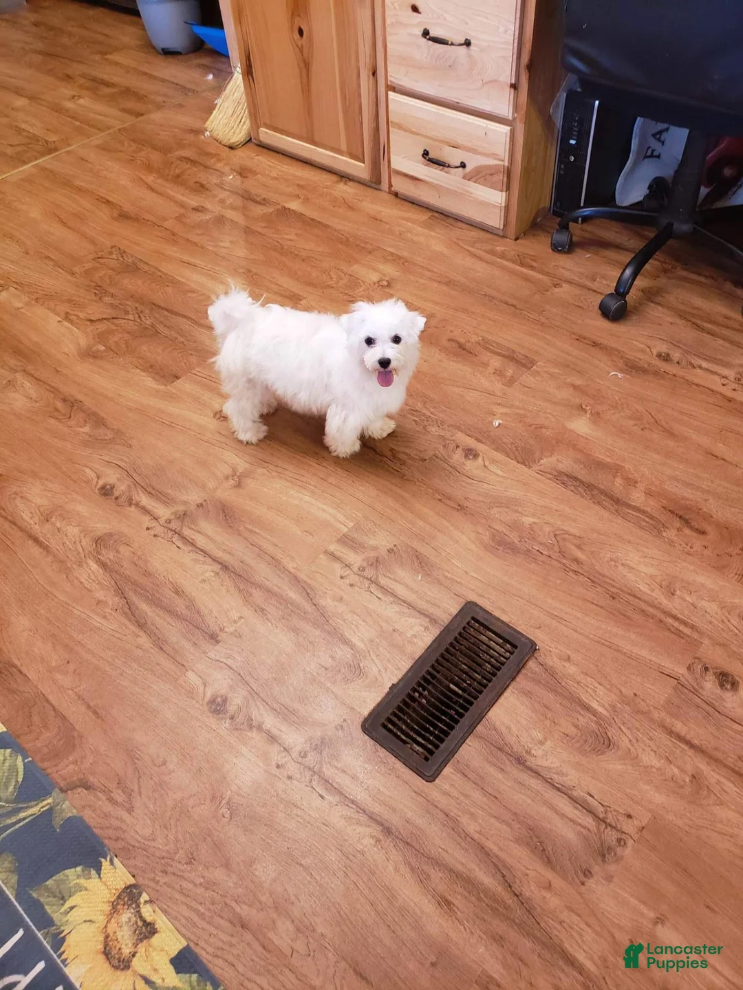 Maltese dogs for sale: Ollie  - Ad 3