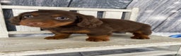 Miniature Dachshund dogs for sale: Phoebe - Ad 9