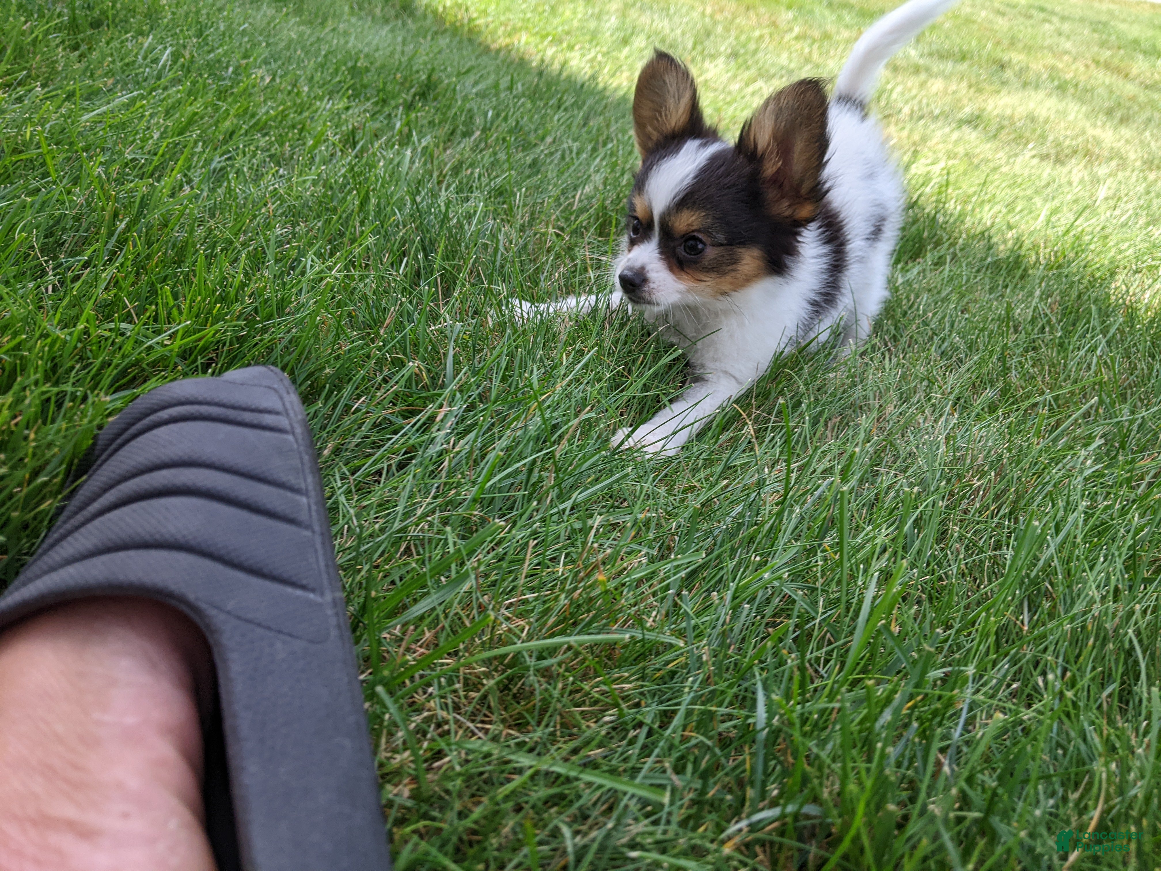 Papillon dogs Max - Ad 1