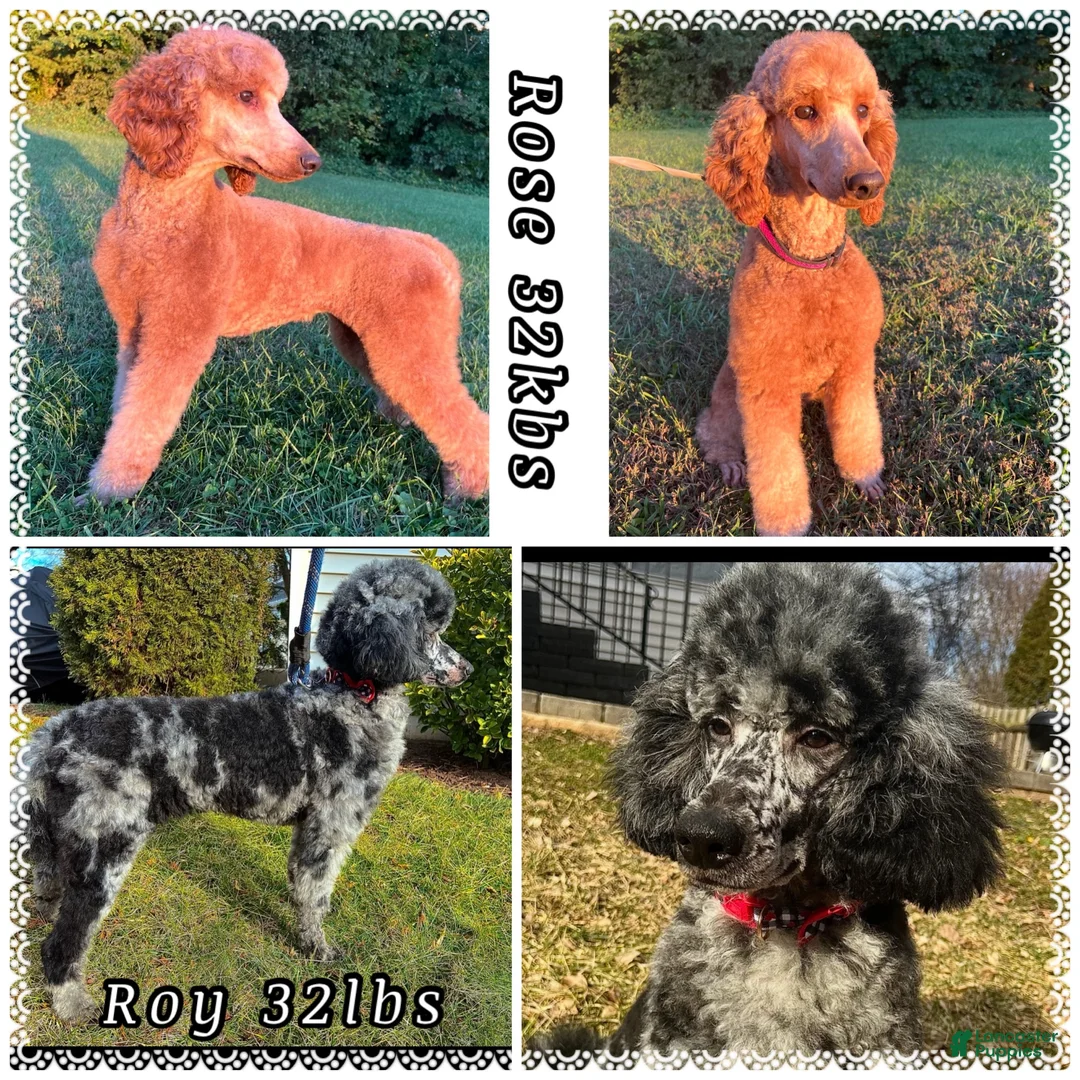 Standard Poodle dogs for sale: Standard Poodle 2 - Ad 5