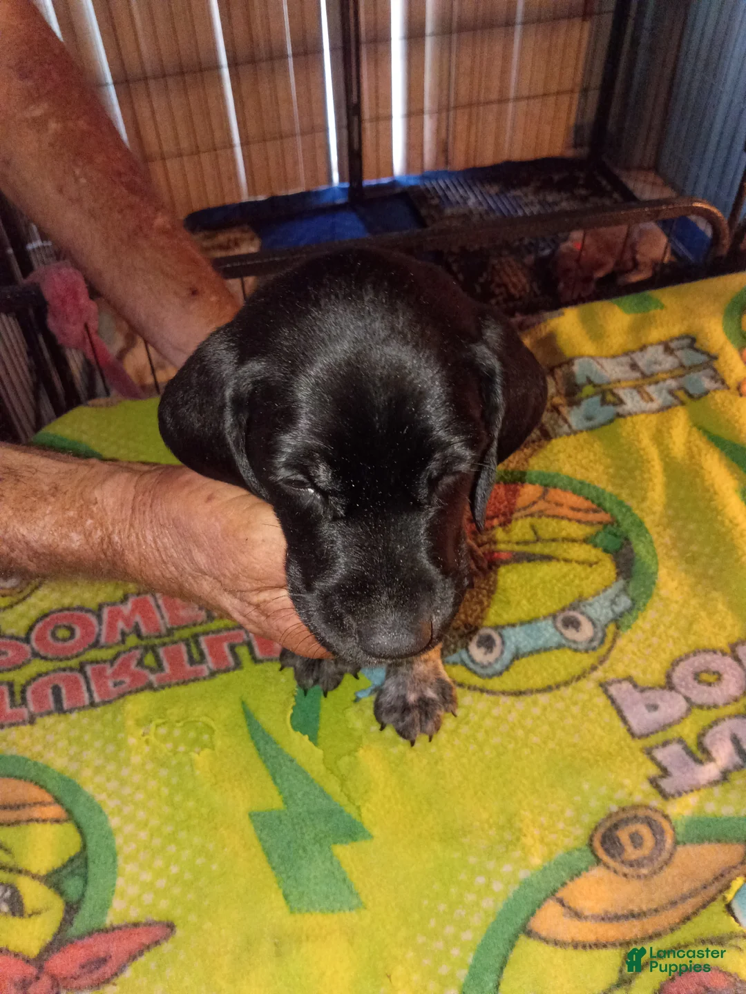 German Shorthaired Pointer dogs for sale: German Shorthaired Pointer 4 - Ad 2