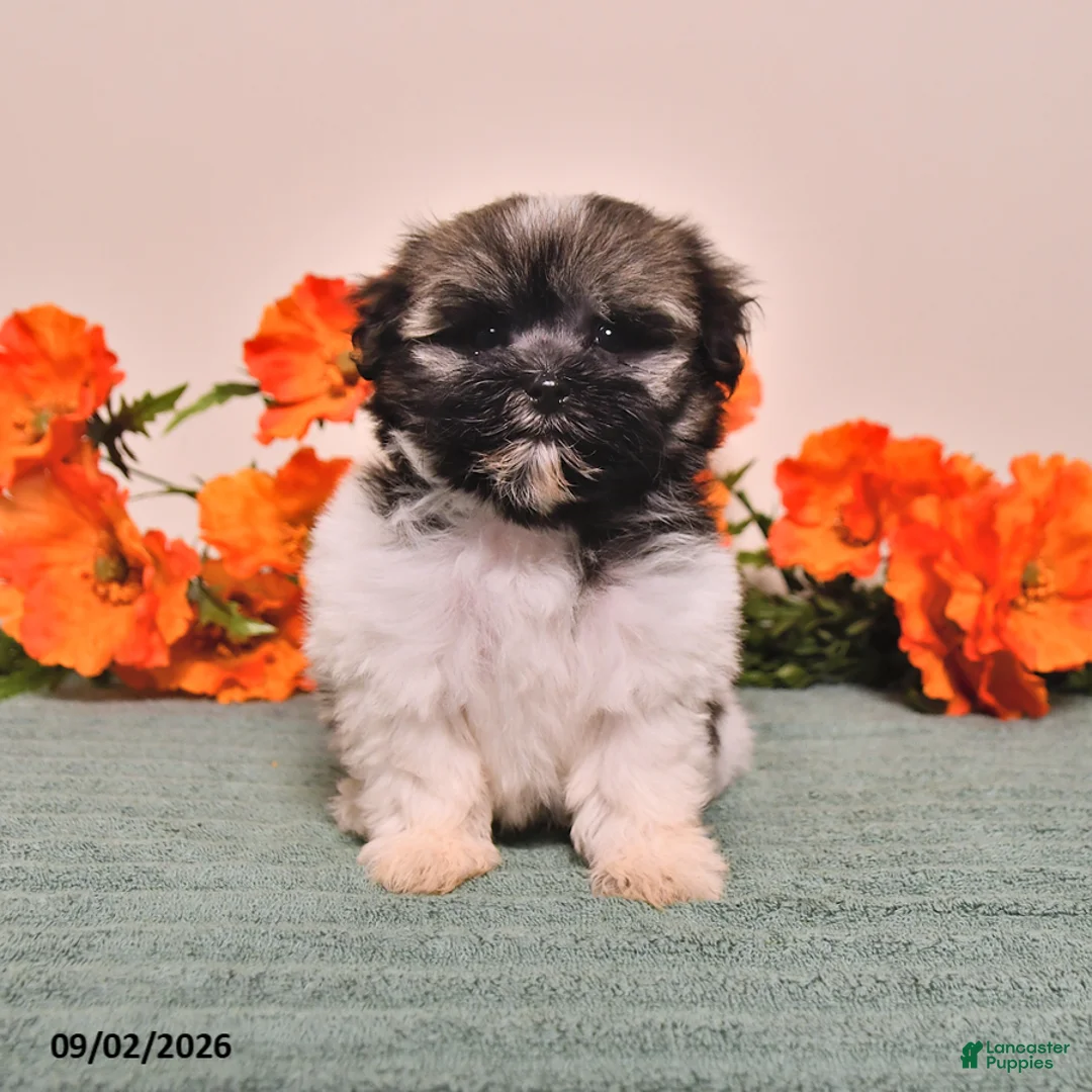 Havanese dogs for sale: Hope - Ad 2