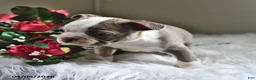 Boston Terrier dogs for sale: Sadie - Ad 4