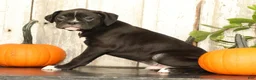 Boxer dogs for sale: Flash - Ad 3