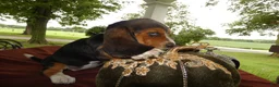 Basset Hound dogs for sale: Basset Hound 5 Rela - Ad 4