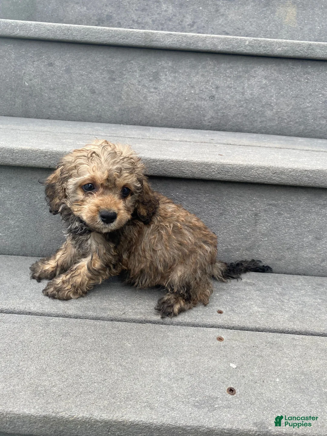 Cavapoo dogs for sale: Scout - Ad 8