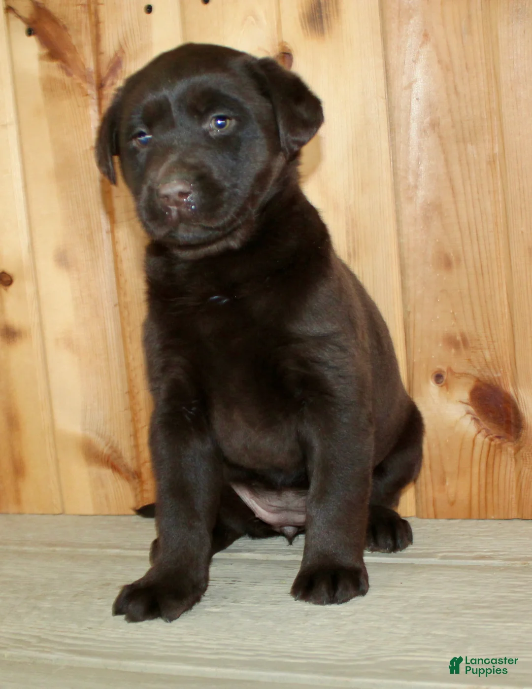 Labrador Retriever dogs for sale: Cloe - Ad 2