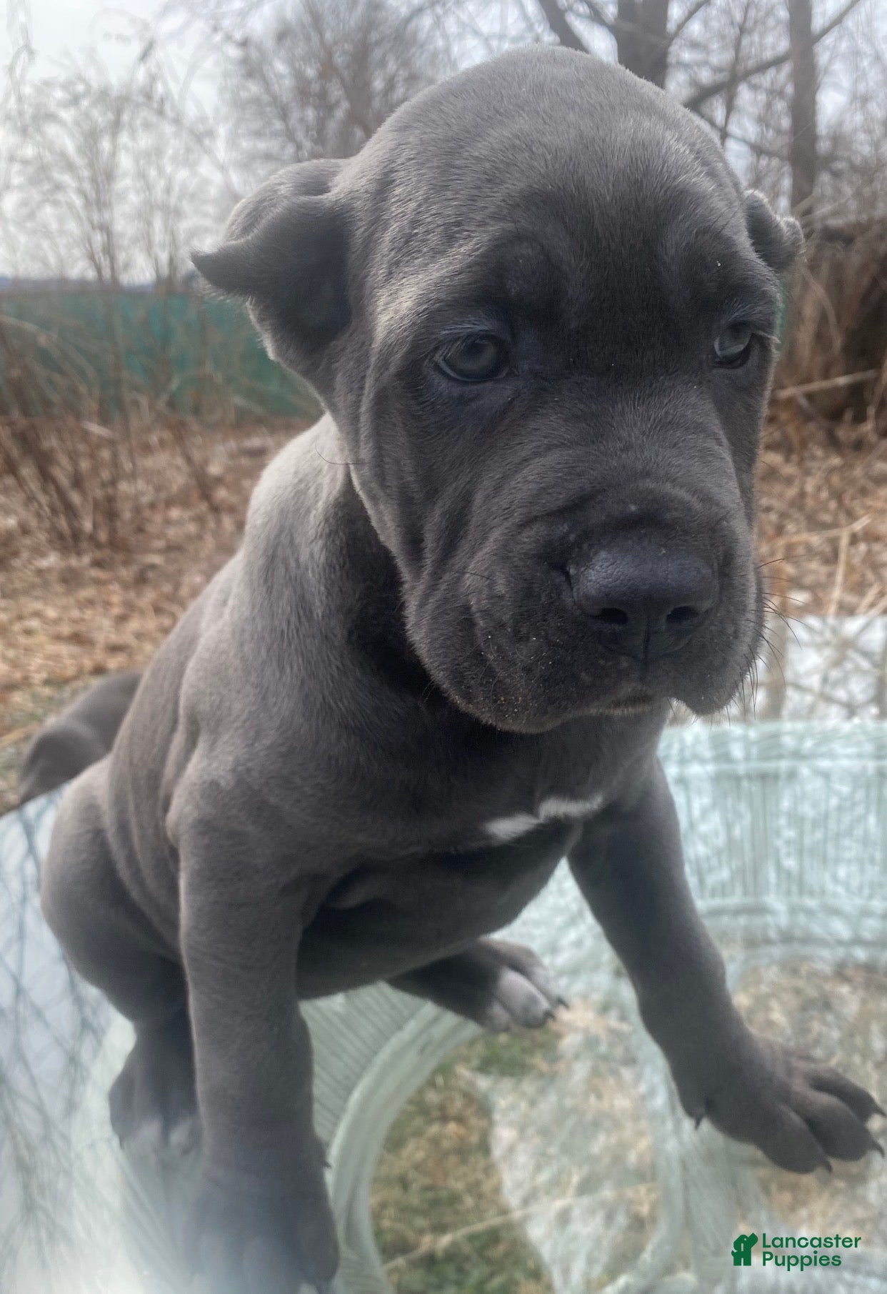 Cane Corso dogs Cane Corso Puppy 2 - Ad 5