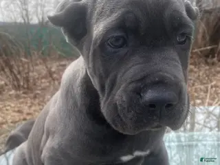 Cane Corso dogs Cane Corso Puppy 2 - Ad 5
