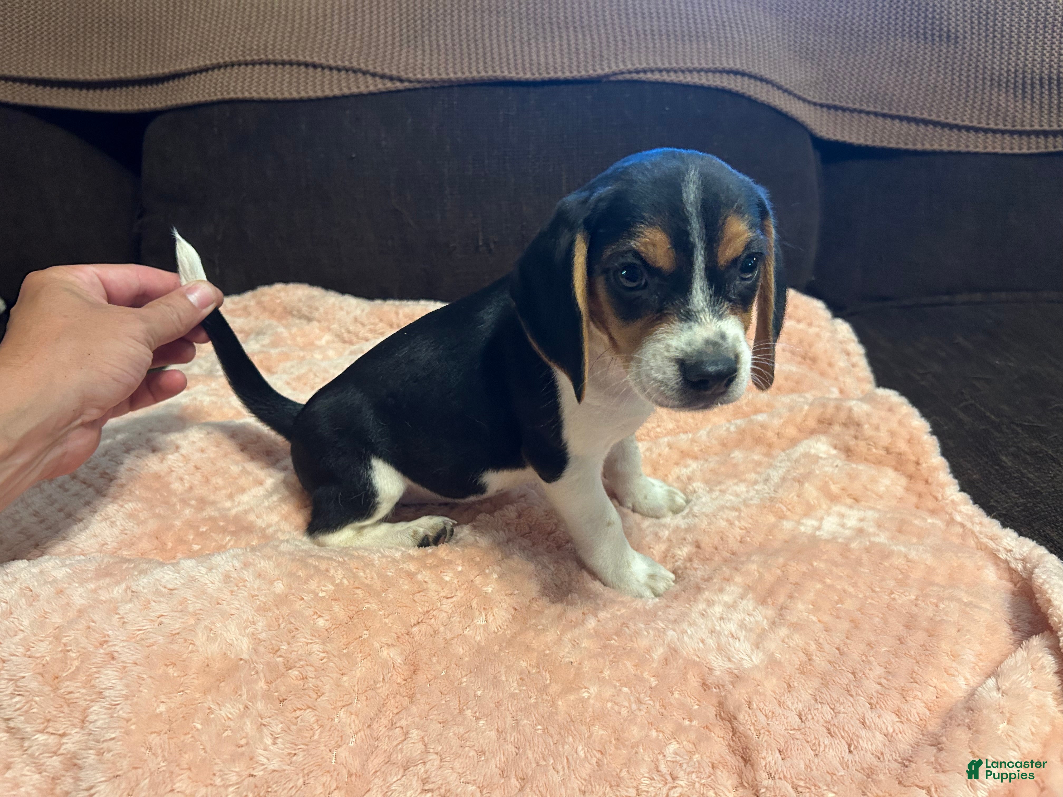 Beagle dogs for sale: Beagle 4 - Ad 1