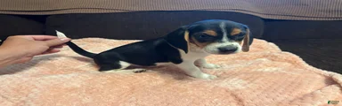Beagle 4