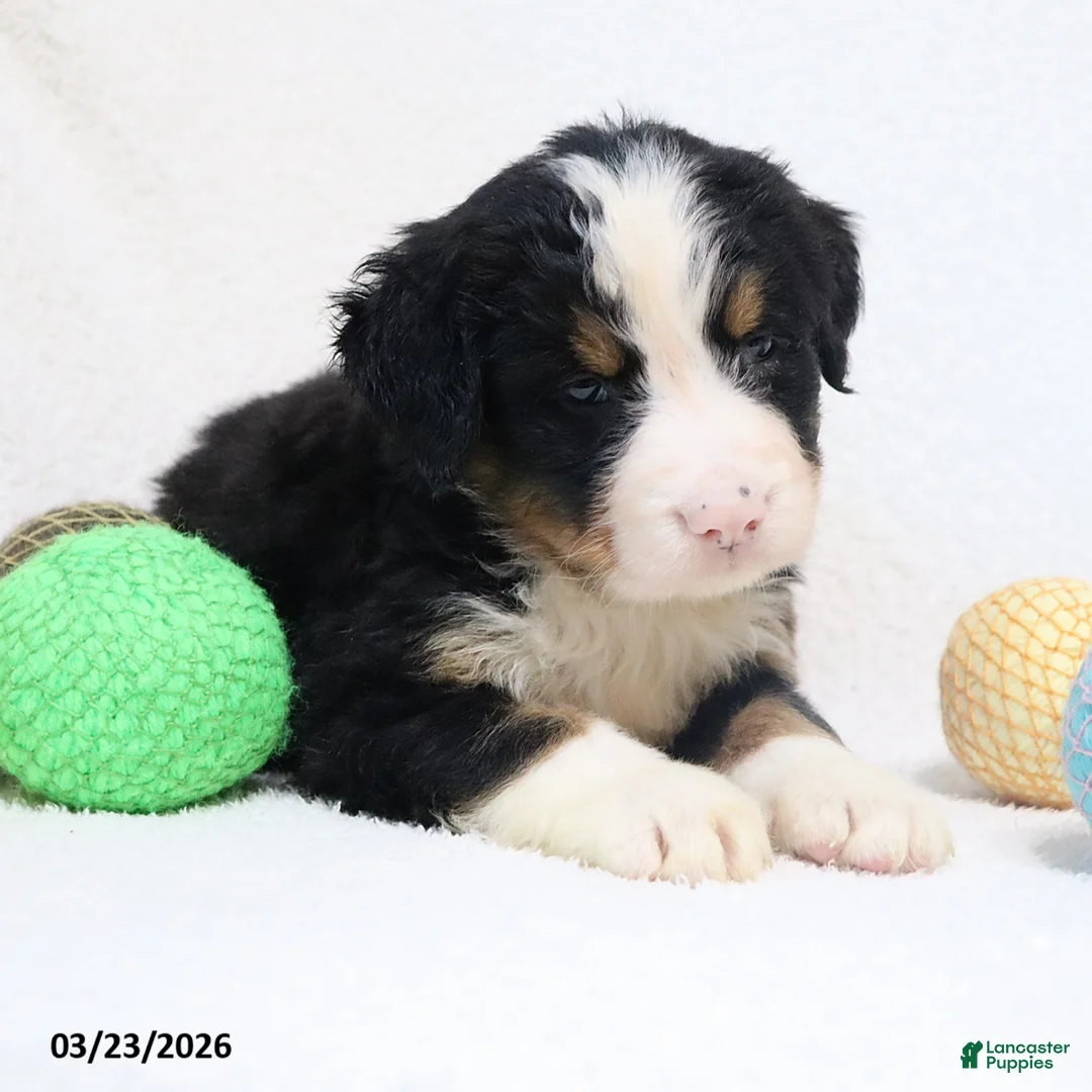 Bernese Mountain Dog dogs for sale: Max - Ad 1
