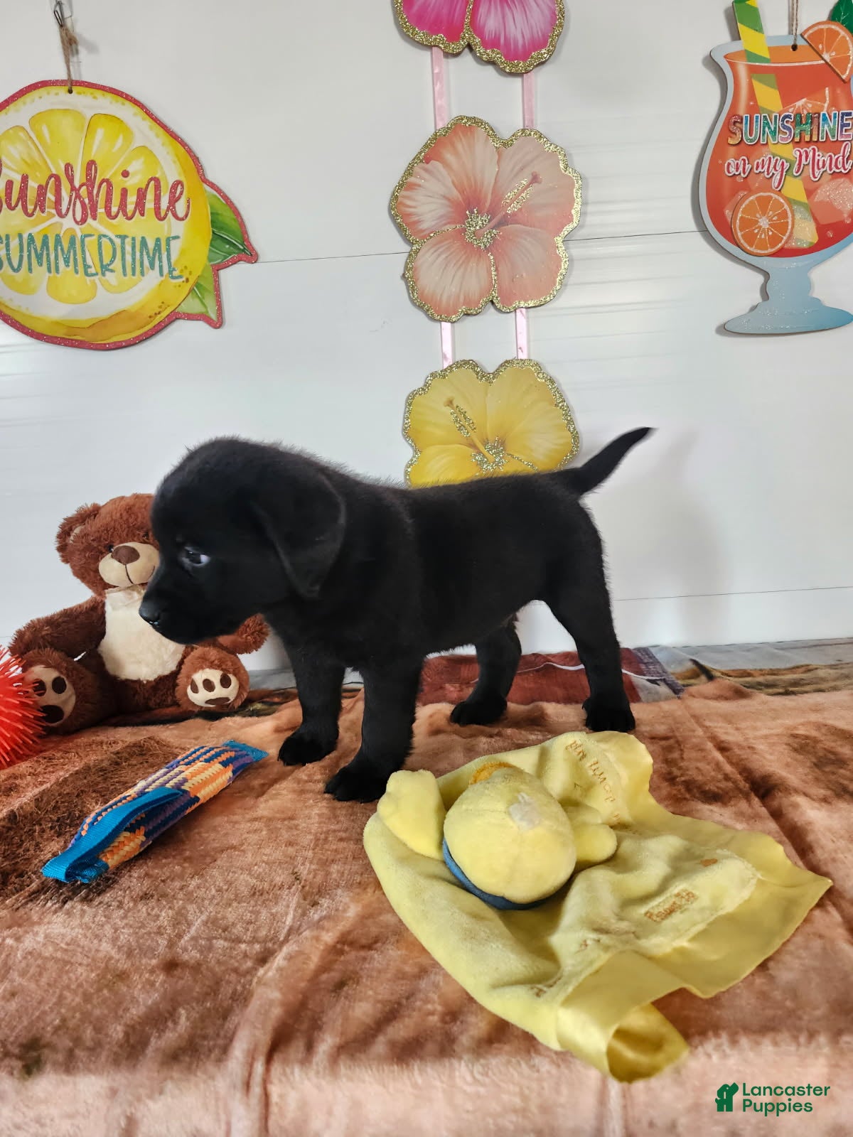 Labrador Retriever dogs Max - Ad 2