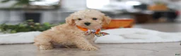 Schnoodle dogs for sale: Atlas - Ad 2