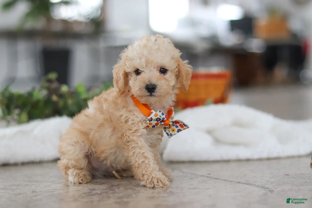 Schnoodle dogs for sale: Atlas - Ad 2