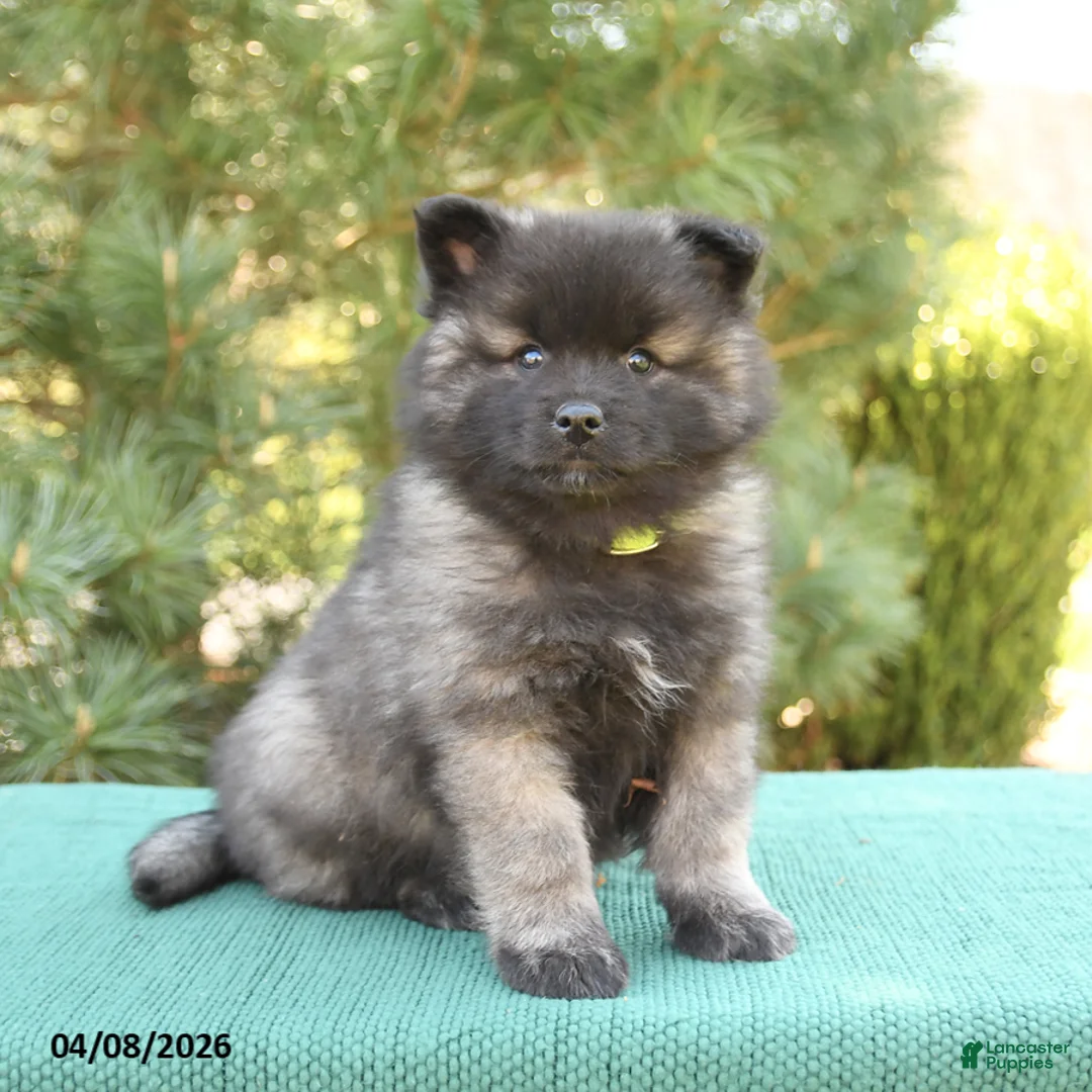 Keeshond dogs for sale: Smokey - Ad 2
