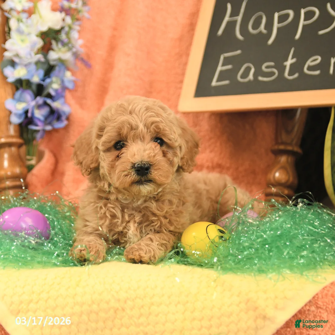 Mini Goldendoodle dogs for sale: Sophie - Ad 5
