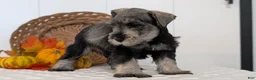 Miniature Schnauzer dogs for sale: Ziggy - Ad 3