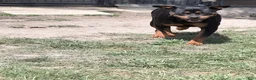 Rottweiler dogs for sale: Purple color - Ad 7