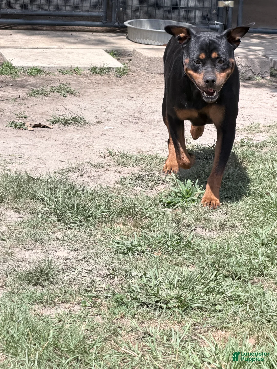 Rottweiler dogs for sale: Red collar boy - Ad 14