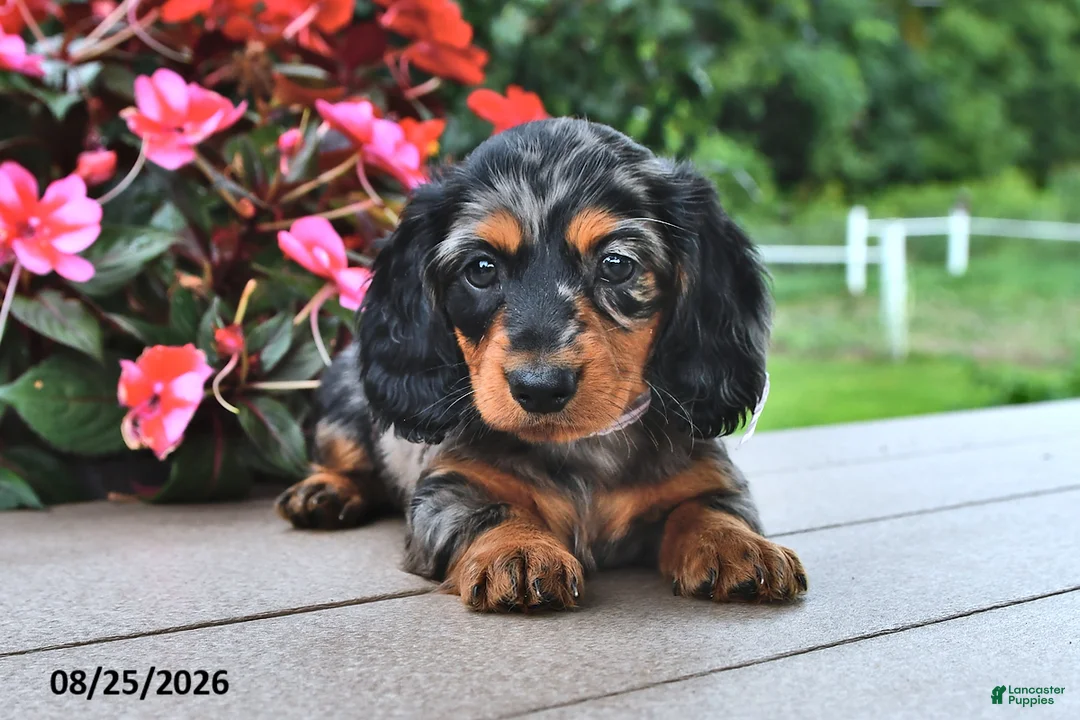 Miniature Dachshund dogs for sale: Venus - Ad 1