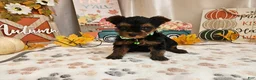 Yorkshire Terrier dogs for sale: Mason Jay - Ad 3