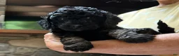 Aussiedoodle dogs for sale: Cirie - Ad 11