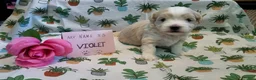 Maltipoo dogs for sale: Violet - Ad 5