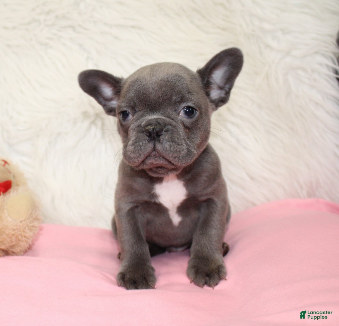 Mixed Breed dogs for sale: Ollie - Ad 3