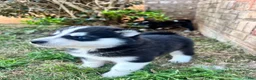 Siberian Husky dogs for sale: Tuk - Ad 9