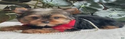 Yorkshire Terrier dogs for sale: Fido - Ad 3