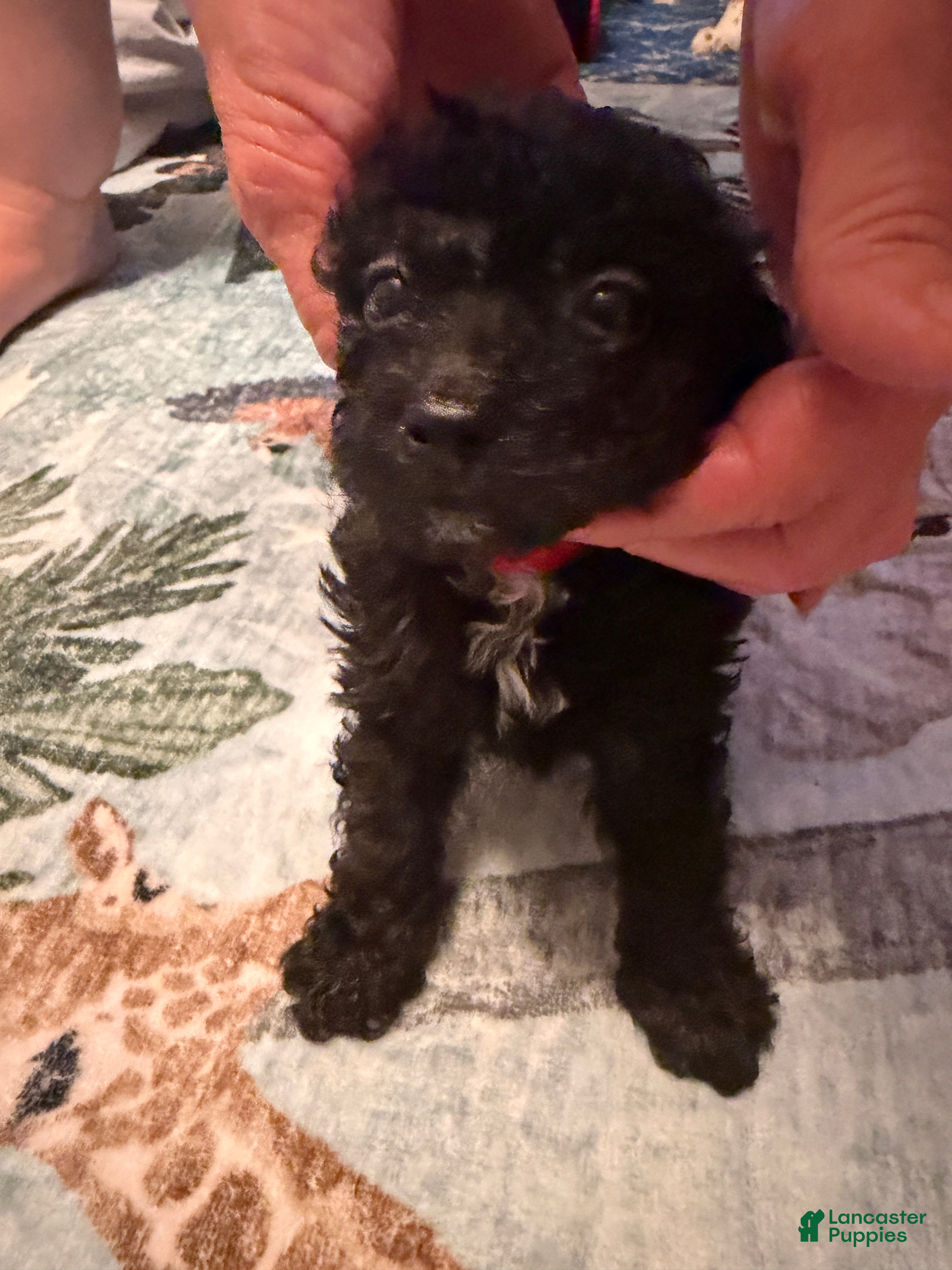 Mixed Breed dogs Jade  - Ad 10