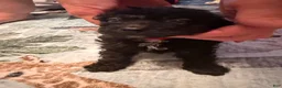 Mixed Breed dogs for sale: Jade  - Ad 1