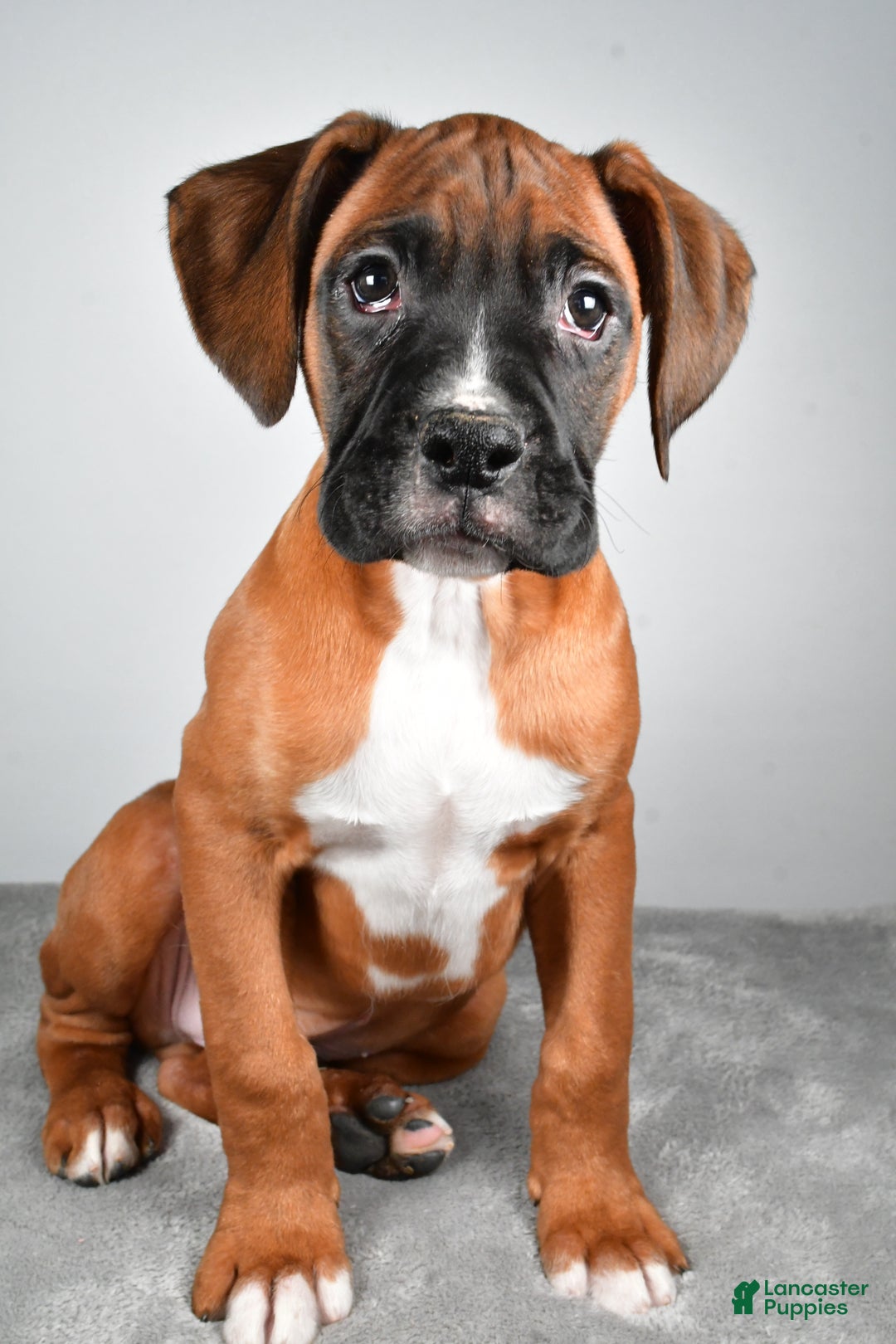 Boxer dogs for sale: Adam - Ad 6