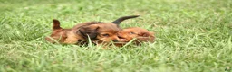 Dachshund dogs for sale: Saffron - Ad 6