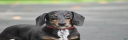 Miniature Dachshund dogs for sale: Belle - Ad 3