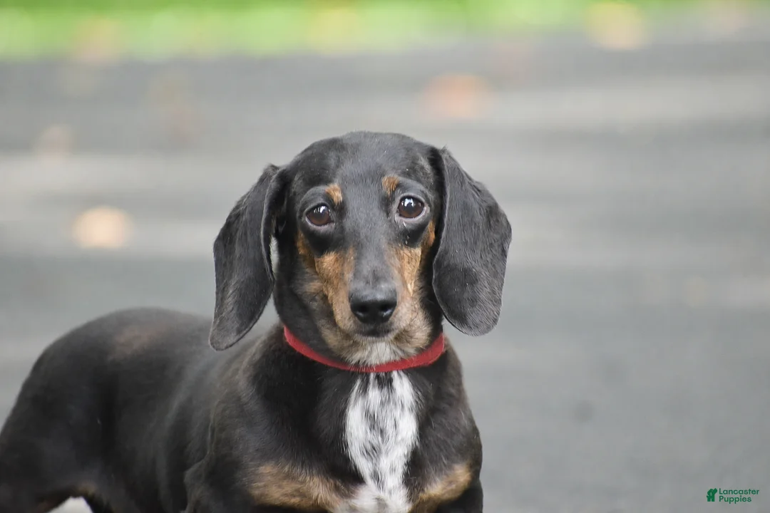 Miniature Dachshund dogs for sale: Belle - Ad 3