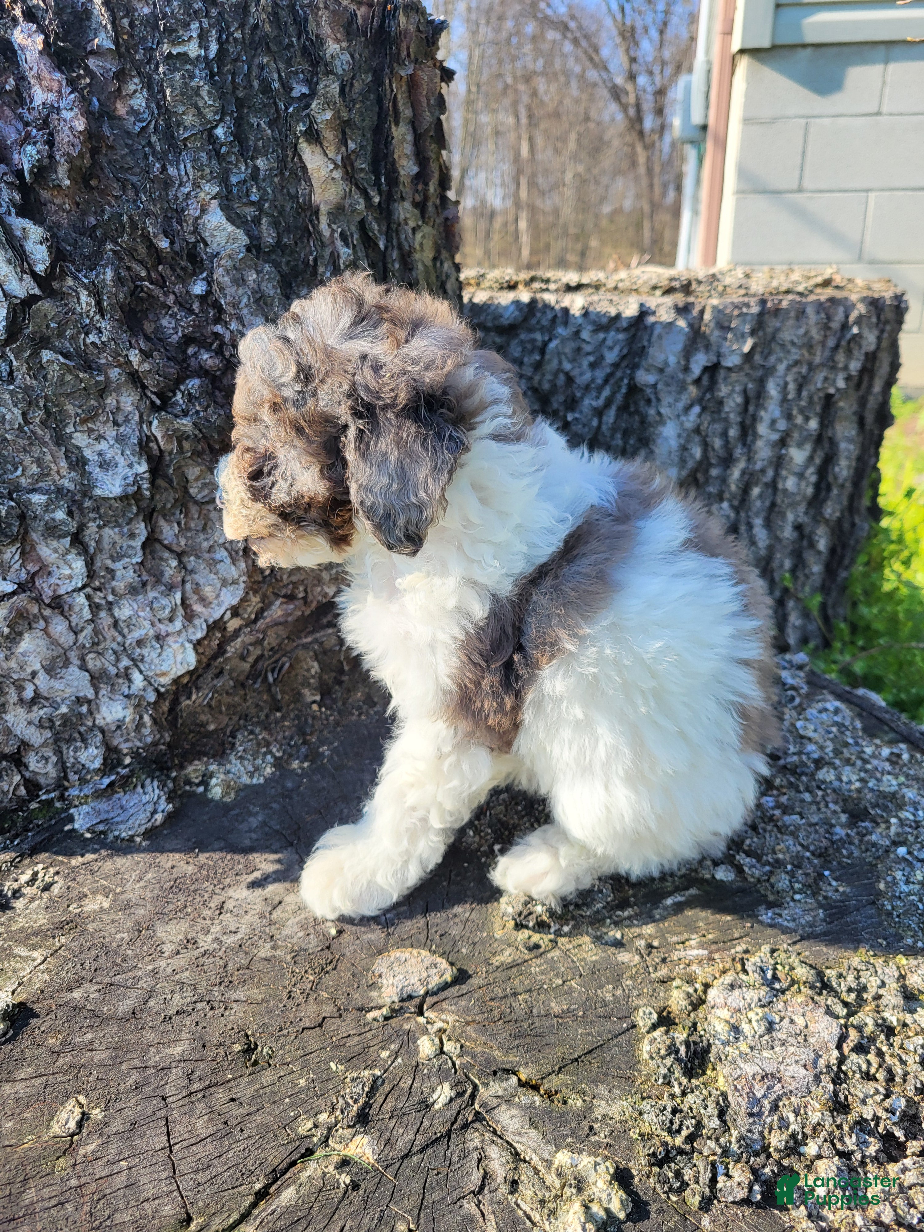 Miniature Poodle dogs Melody  - Ad 1