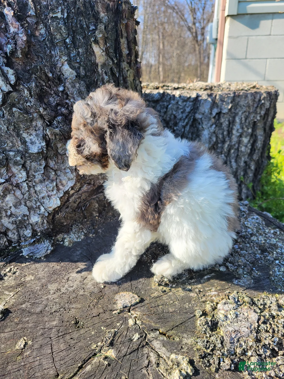 Miniature Poodle dogs for sale: Melody  - Ad 1
