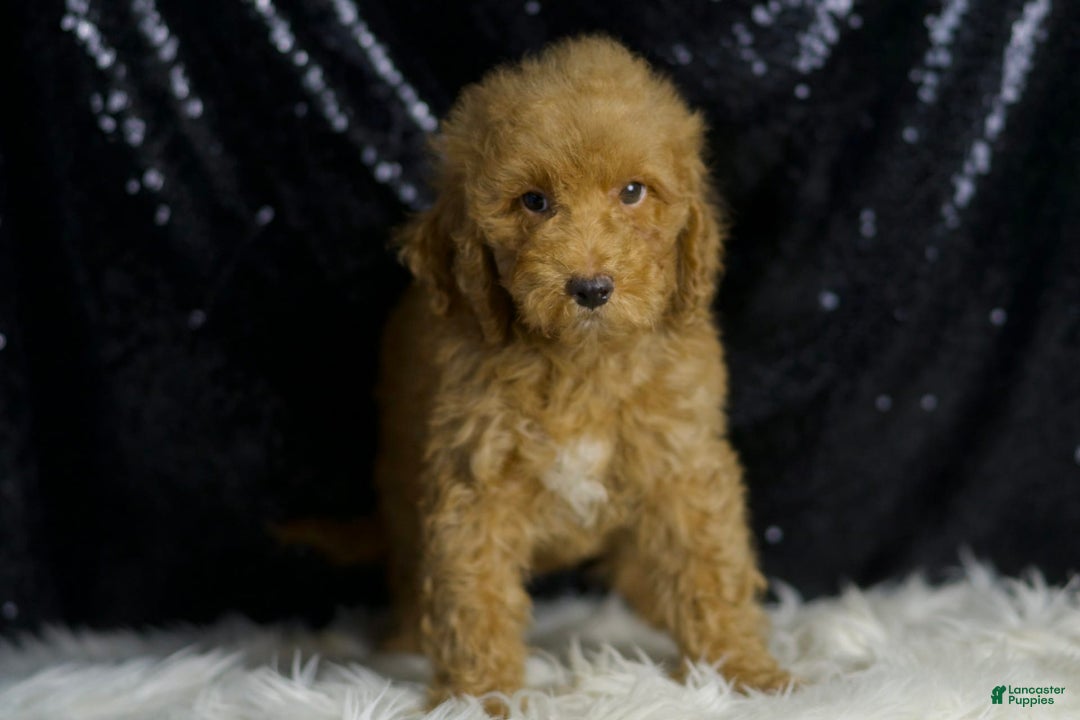 Mini Goldendoodle dogs for sale: Charger - Ad 4
