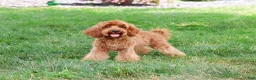 Cavapoo dogs for sale: Amore - Ad 3