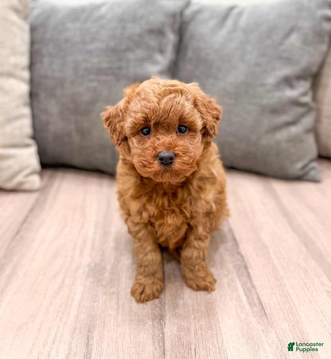 Miniature Poodle dogs for sale: Copper - Ad 1