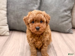 Miniature Poodle dogs Copper - Ad 16